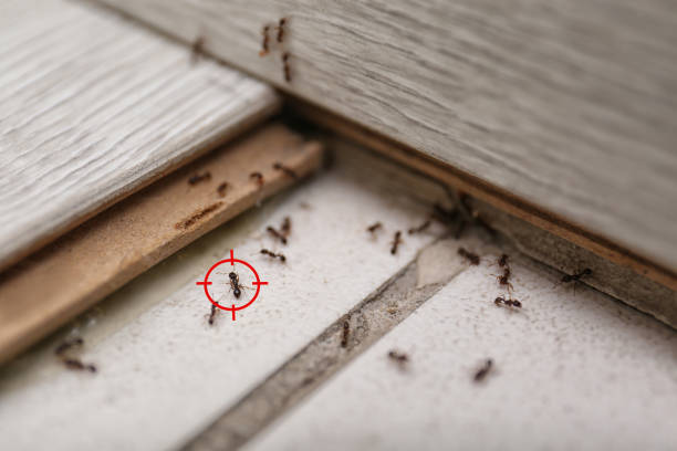 Best Pest Control Near Me in Carlisle, AR