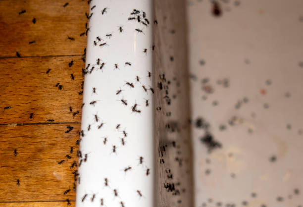 Best Cockroach Control Services  in Clisle, AR