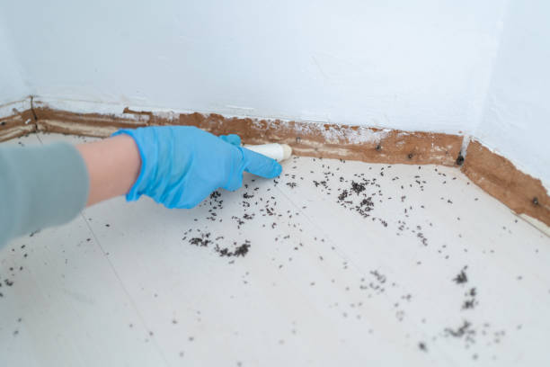 Best Mosquito Control Services  in Clisle, AR